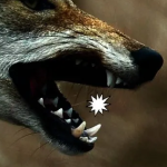 canis-carnivora's Avatar