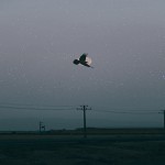 SoldierOwl SoldierOwl's Avatar