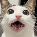 chemira's Avatar