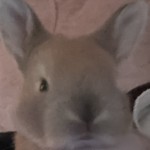 AshTheNonbinaryNerd's Avatar