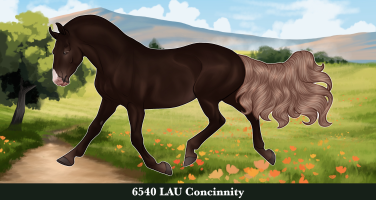 Thumbnail for 6540 LAU Concinnity