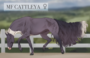 10246 MF Cattleya Thumbnail