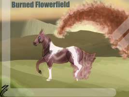 Thumbnail for 5557 Burned Flowerfield